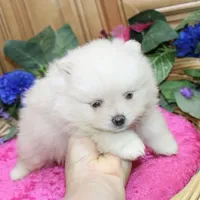 AKC Gulya Girl - 6 lbs, a female Pomeranian for sale in Colville, WA – Photo 4 of 9