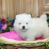 AKC Gulya Girl - 6 lbs, a female Pomeranian for sale in Colville, WA – Photo 6 of 9