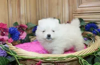 AKC Gulya Girl - 6 lbs, a female Pomeranian for sale in Colville, WA – Photo 6 of 9