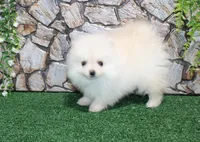 AKC Sugar White boy - 6.5 lbs, a male Pomeranian for sale in Colville, WA – Photo 5 of 10