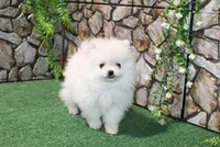 AKC Sugar White boy - 6.5 lbs, a male Pomeranian for sale in Colville, WA – Photo 1 of 10