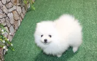 AKC Sugar White boy - 6.5 lbs, a male Pomeranian for sale in Colville, WA – Photo 8 of 10