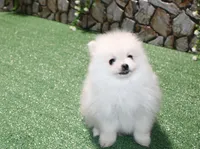 AKC Sugar White boy - 6.5 lbs, a male Pomeranian for sale in Colville, WA – Photo 3 of 10