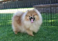 AKC Sugar White boy - 6.5 lbs, a male Pomeranian for sale in Colville, WA – Photo 10 of 10