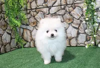 AKC Sugar White boy - 6.5 lbs, a male Pomeranian for sale in Colville, WA – Photo 2 of 10
