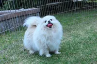 AKC Sugar White boy - 6.5 lbs, a male Pomeranian for sale in Colville, WA – Photo 9 of 10