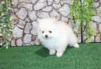 AKC Sugar White boy - 6.5 lbs, a male Pomeranian for sale in Colville, WA – Photo 6 of 10