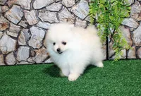 AKC Sugar White boy - 6.5 lbs, a male Pomeranian for sale in Colville, WA – Photo 7 of 10
