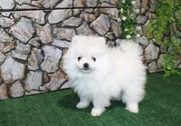 AKC Sugar White boy - 6.5 lbs, a male Pomeranian for sale in Colville, WA – Photo 4 of 10