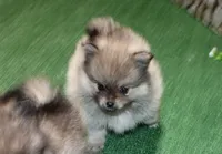 AKC Kent Sable male Pom - 6 lbs as adult, a male Pomeranian for sale in Evans, WA – 10 of 10
