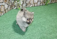 AKC Krosh Sable Pom 6 lbs as adult, a male Pomeranian for sale in Evans, WA – 7 of 9