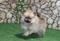 AKC Kent Sable male Pom - 6 lbs as adult, a male Pomeranian for sale in Evans, WA – 2 of 10