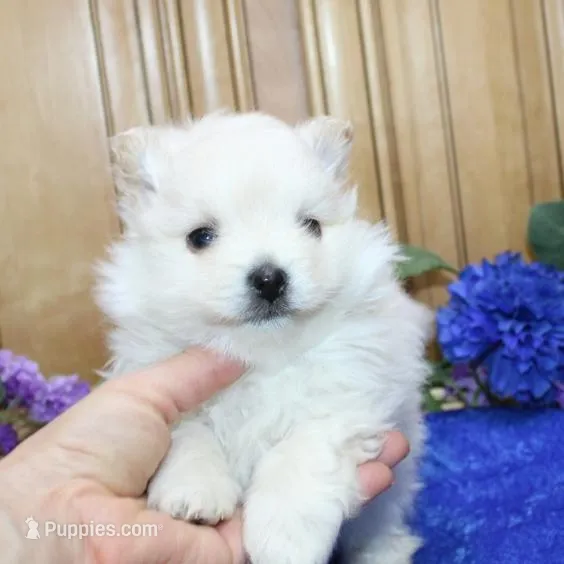 AKC Goliath White 7+lbs, a male Pomeranian for sale in Colville, WA – Photo 6 of 9