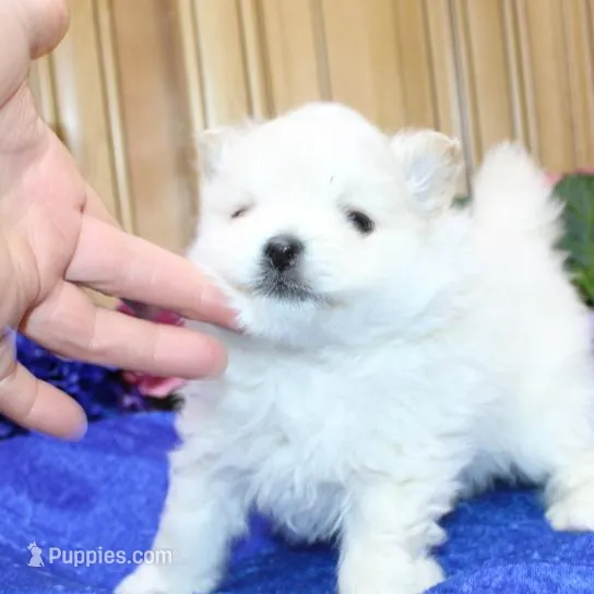 AKC Goliath White 7+lbs, a male Pomeranian for sale in Colville, WA – Photo 4 of 9