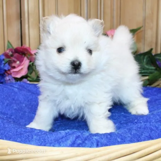 AKC Goliath White 7+lbs – Pomeranian puppy for sale in Colville, WA