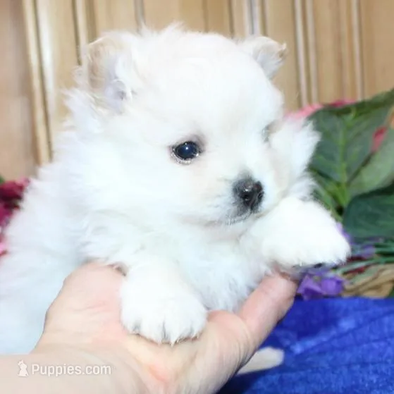 AKC Goliath White 7+lbs, a male Pomeranian for sale in Colville, WA – Photo 7 of 9