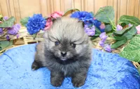 AKC Bran Red Sable male Pomeranian - 5.5 as adult, a male Pomeranian for sale in Evans, WA – 8 of 9
