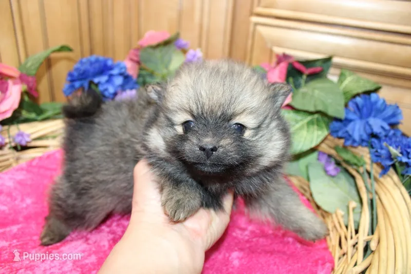AKC Dunka - Red Sable Female Pom 5.5 lbs, a female Pomeranian for sale in Colville, WA – 1 of 8