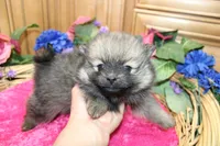 AKC Dunka - Red Sable Female Pom 5.5 lbs, a female Pomeranian for sale in Colville, WA – 1 of 8