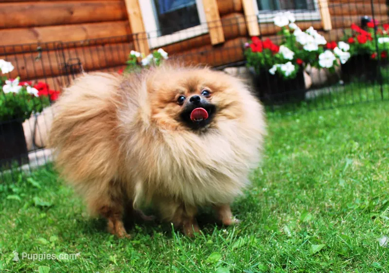 AKC Lord - Brown/Chocolate 8 lbs as adult – Pomeranian puppy for sale in Colville, WA