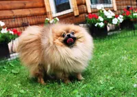 AKC Lord - Brown/Chocolate 8 lbs as adult, a male Pomeranian for sale in Colville, WA – 1 of 1
