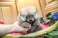 AKC Darina - Red Sable Female Pom, a female Pomeranian for sale in Colville, WA – 7 of 8