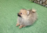 AKC Darina - Red Sable Female Pom - 4 lbs as adult, a female Pomeranian for sale in Colville, WA – 4 of 7