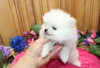 AKC Darianka - White female Pom - 5 lbs as adult, a female Pomeranian for sale in Colville, WA – 4 of 6
