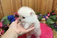 AKC Fasya White female Pomeranian - 4 lbs as adult, a female Pomeranian for sale in Evans, WA – 5 of 10