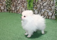 AKC Perl White male - 5.5 lbs as adult, a male Pomeranian for sale in Colville, WA – 6 of 6