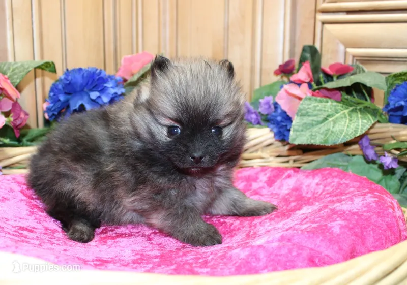 AKC Briel' Red Sable Female Pomeranian - 5 pounds as adult – Pomeranian puppy for sale in Evans, WA