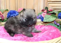 AKC Briel' Red Sable Female Pomeranian - 5 pounds as adult, a female Pomeranian for sale in Evans, WA – 1 of 9