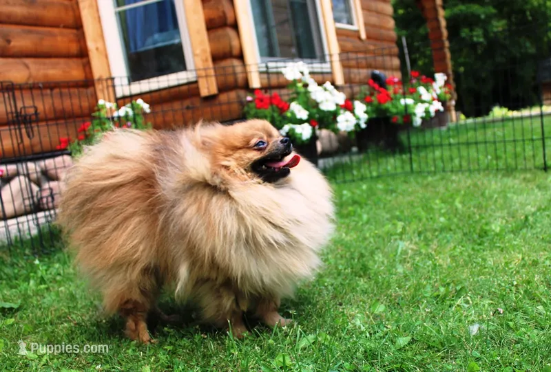 AKC Laron Black male Pom - 6 lbs as adult – Pomeranian puppy for sale in Colville, WA