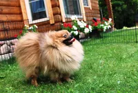 AKC Laron Black male Pom - 6 lbs as adult, a male Pomeranian for sale in Colville, WA – 1 of 1