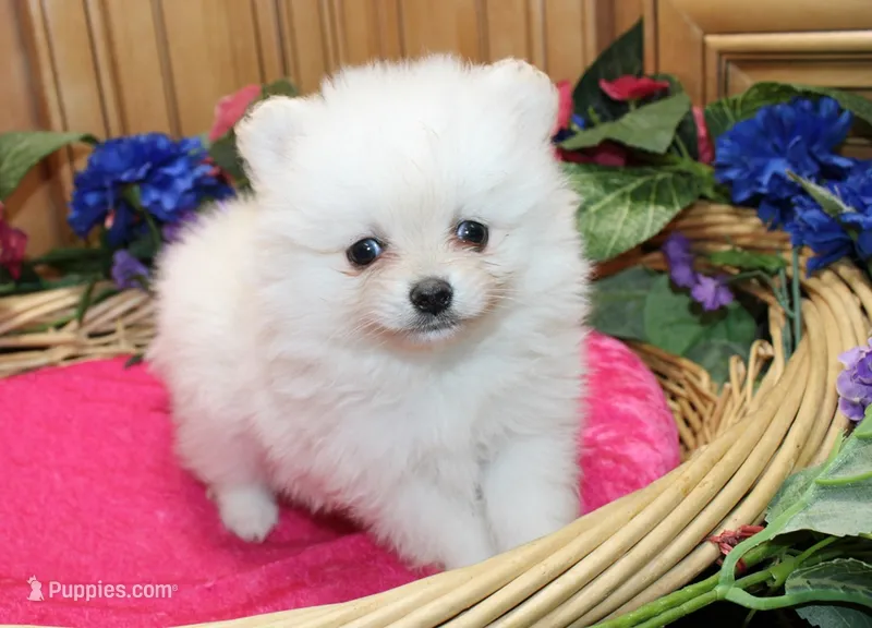 AKC Fenya White female Pom - 4.5 pounds as adult – Pomeranian puppy for sale in Evans, WA