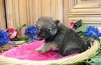 AKC Dina - Red Sable Female Pom 8+ lbs, a female Pomeranian for sale in Colville, WA – 7 of 8