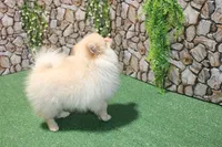 AKC Lark Cream male - 8+ lbs as adult, a male Pomeranian for sale in Evans, WA – 2 of 8