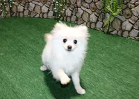 AKC Sasha - White female Pom - 5 lbs as adult, a female Pomeranian for sale in Evans, WA – 7 of 8