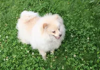 AKC Goliath Cream 8+lbs, a male Pomeranian for sale in Evans, WA – 6 of 9