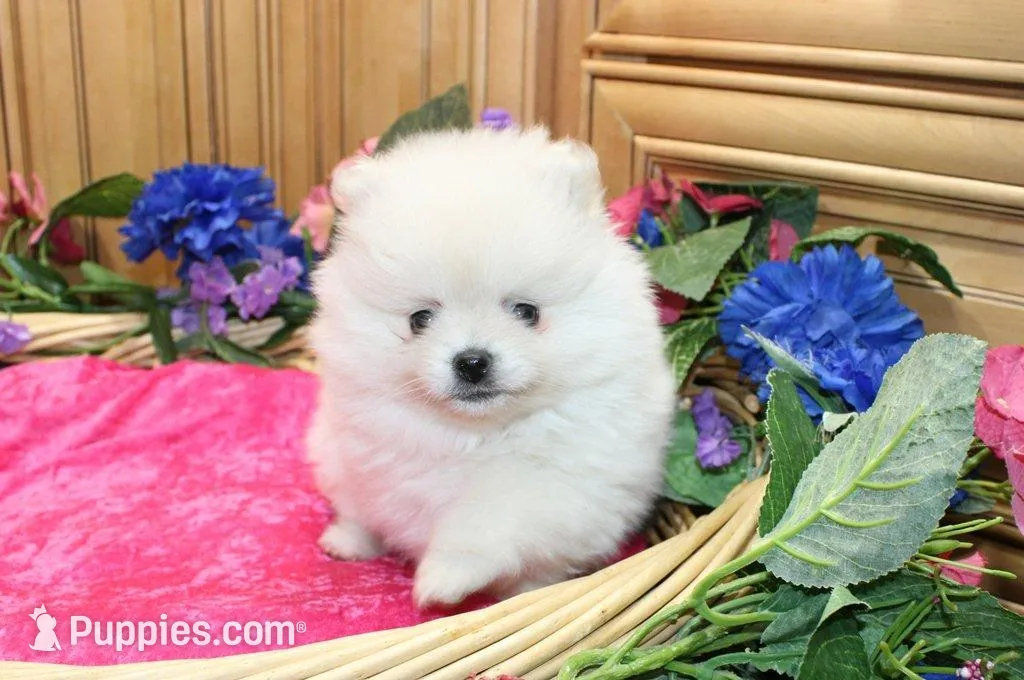 AKC Menika White Girl - 6 lbs, a female Pomeranian for sale in Colville, WA – Photo 5 of 10