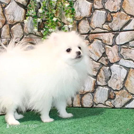 AKC Nelia White female 5lbs, a female Pomeranian for sale in Colville, WA – Photo 2 of 10