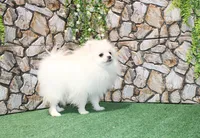AKC Nelia White female 5lbs, a female Pomeranian for sale in Colville, WA – Photo 2 of 10