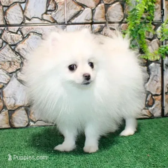 AKC Nelia White female 5lbs, a female Pomeranian for sale in Colville, WA – Photo 6 of 10