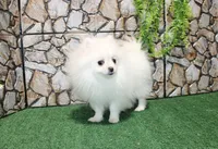 AKC Nelia White female 5lbs, a female Pomeranian for sale in Colville, WA – Photo 6 of 10