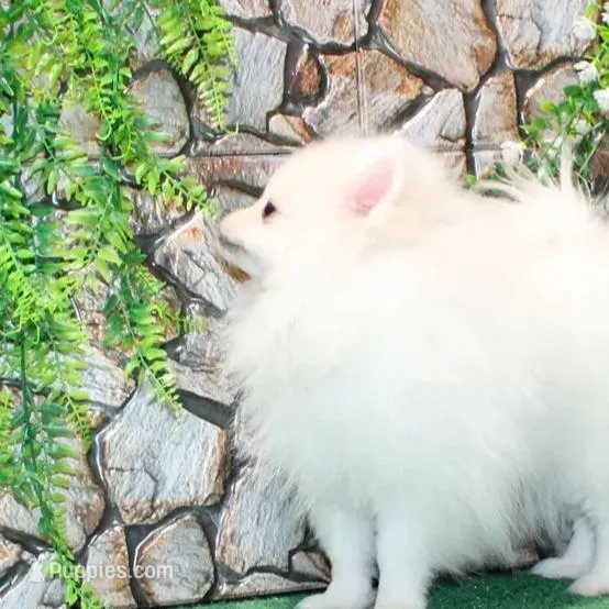 AKC Nelia White female 5lbs, a female Pomeranian for sale in Colville, WA – Photo 8 of 10
