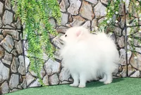 AKC Nelia White female 5lbs, a female Pomeranian for sale in Colville, WA – Photo 8 of 10