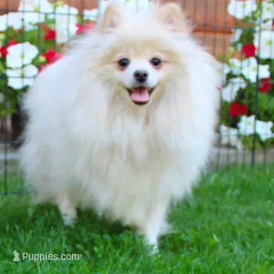 AKC Nelia White female 5lbs, a female Pomeranian for sale in Colville, WA – Photo 9 of 10