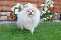 AKC Nelia White female 5lbs, a female Pomeranian for sale in Colville, WA – Photo 9 of 10