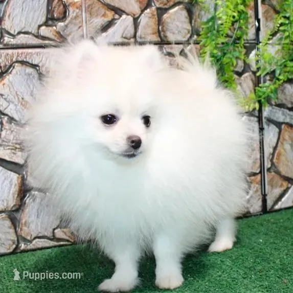 AKC Nelia White female 5lbs, a female Pomeranian for sale in Colville, WA – Photo 5 of 10
