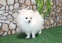 AKC Nelia White female 5lbs, a female Pomeranian for sale in Colville, WA – Photo 5 of 10